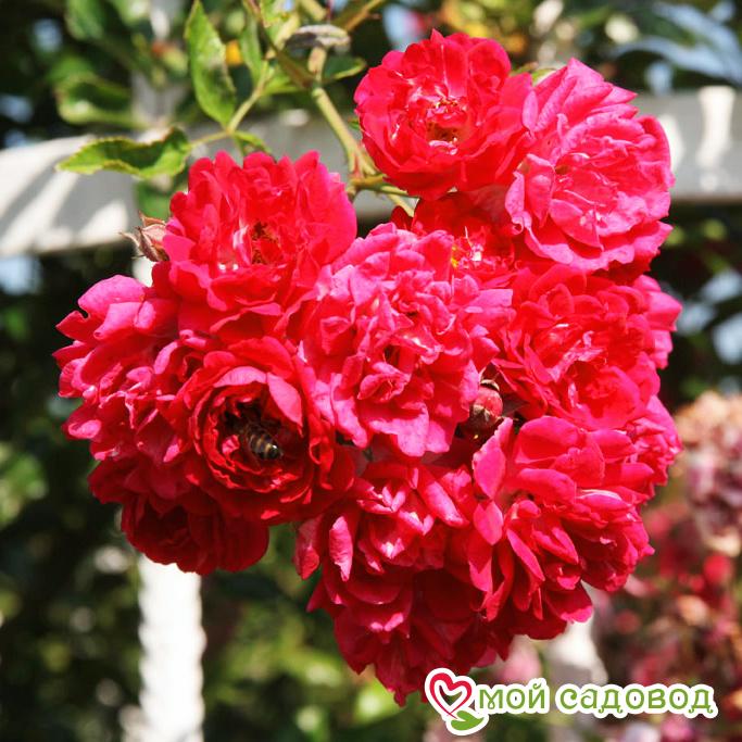 Эксцельза - Excelsa (Rambling Rose) - описание и характеристики розы сорта с фото и отзывы Эксцельза - Excelsa (Rambling Rose) - описание и характеристики розы сорта с фото и отзывы